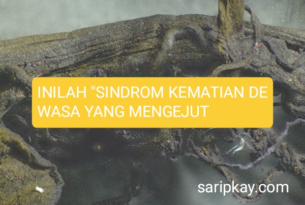 INILAH “SINDROM KEMATIAN DEWASA YANG MENGEJUT